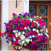 Petúnias Híbrid - 300 Sementes + Manual de Plantio