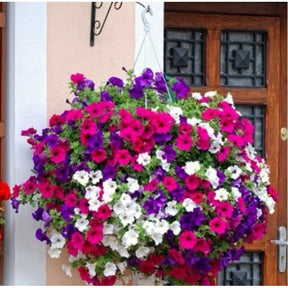 Petúnias Híbrid - 300 Sementes + Manual de Plantio