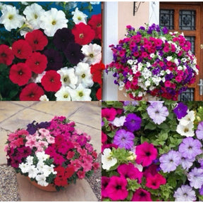 Petúnias Híbrid - 300 Sementes + Manual de Plantio