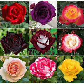 Kit com 300 Sementes de Rosas Sortidas – Cultive Mudas de Diversas Cores