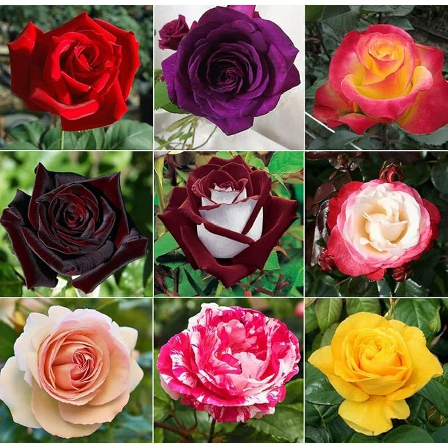 Kit com 300 Sementes de Rosas Sortidas – Cultive Mudas de Diversas Cores