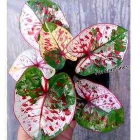 Caladium Tinhorão Kim Tanes Original – 240 Sementes Selecionadas com Alta Taxa de Germinação e Frete Grátis