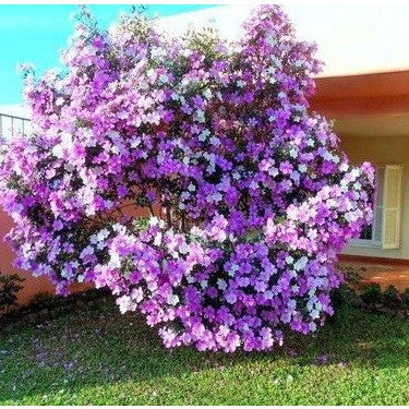 Manacá da Serra – 100 Sementes de Tibouchina mutabilis para Mudas Ornamentais