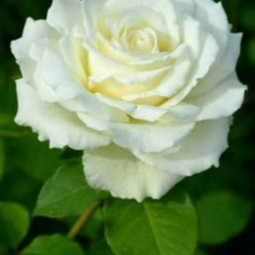 Rosa Branca Grande - 100 Sementes de Florescimento o Ano Todo