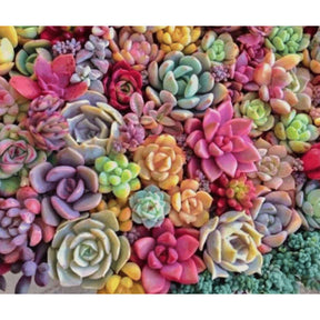 Sementes de Suculentas Raras (300 unid.) – Ideal para Jardins, Vasos e Decoração Natural