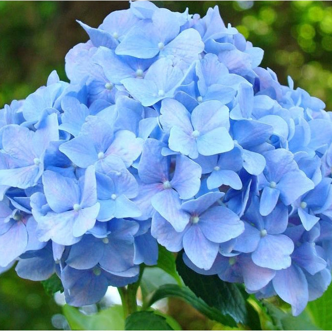 Hortênsia Azul – 200 Sementes Fáceis de Cultivar