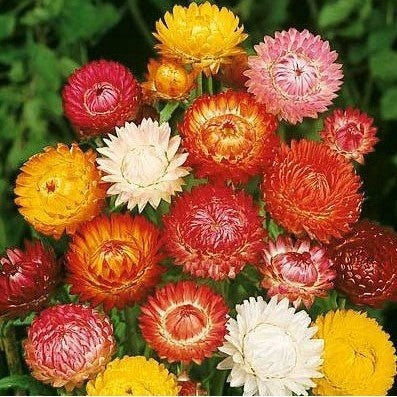 Flor Sempre-viva - 300 Sementes de Alta Germinação