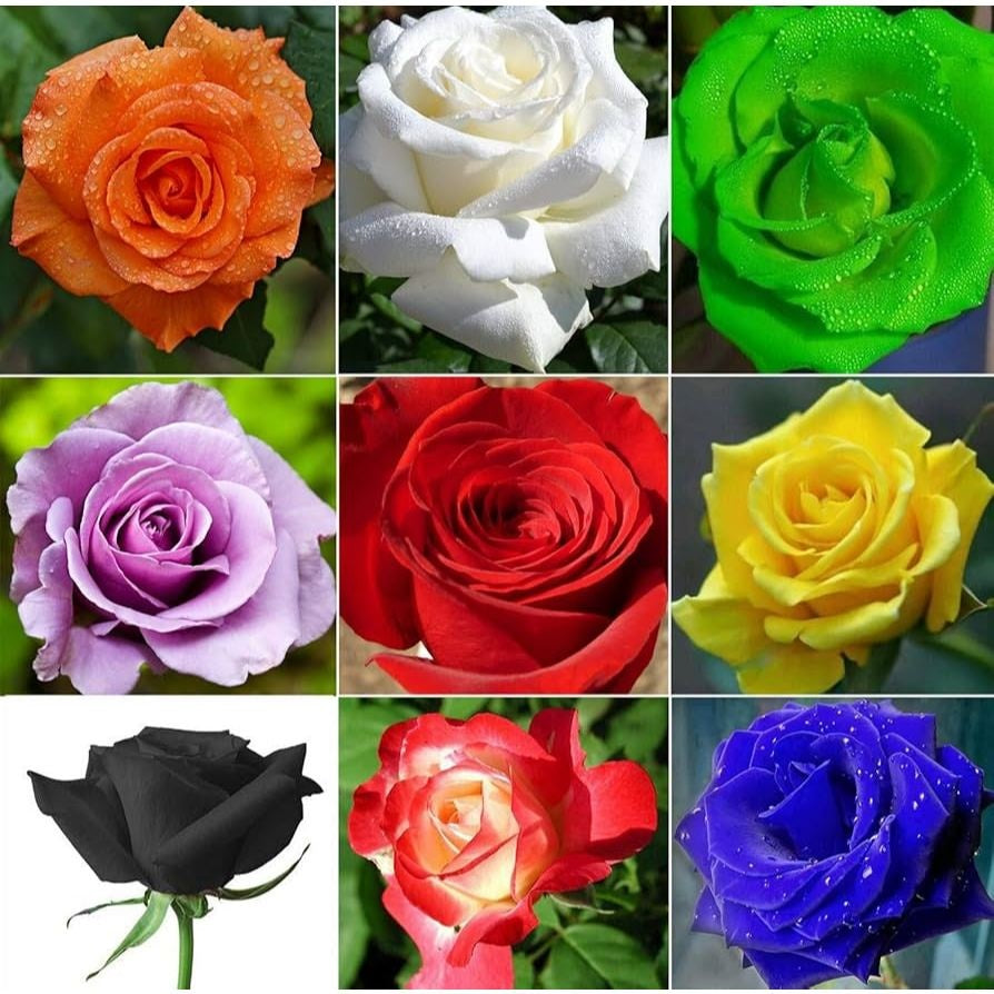 Kit com 300 Sementes de Rosas Sortidas – Cultive Mudas de Diversas Cores