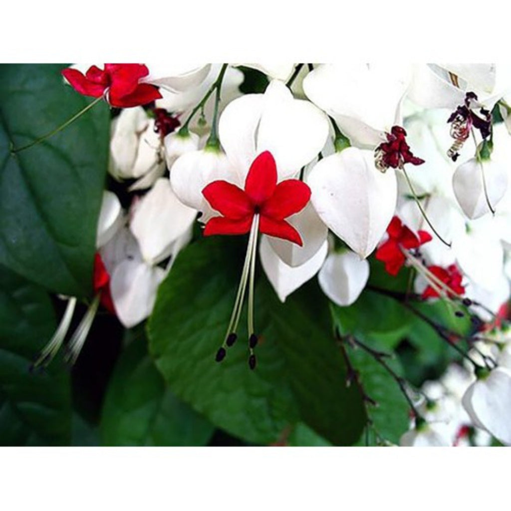 Flor Lágrimas de Cristo – 300 Sementes