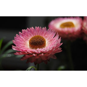Flor Sempre-viva - 300 Sementes de Alta Germinação