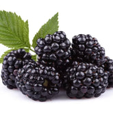 Sementes de Amora Gigante para Mudas com Manual de Cultivo