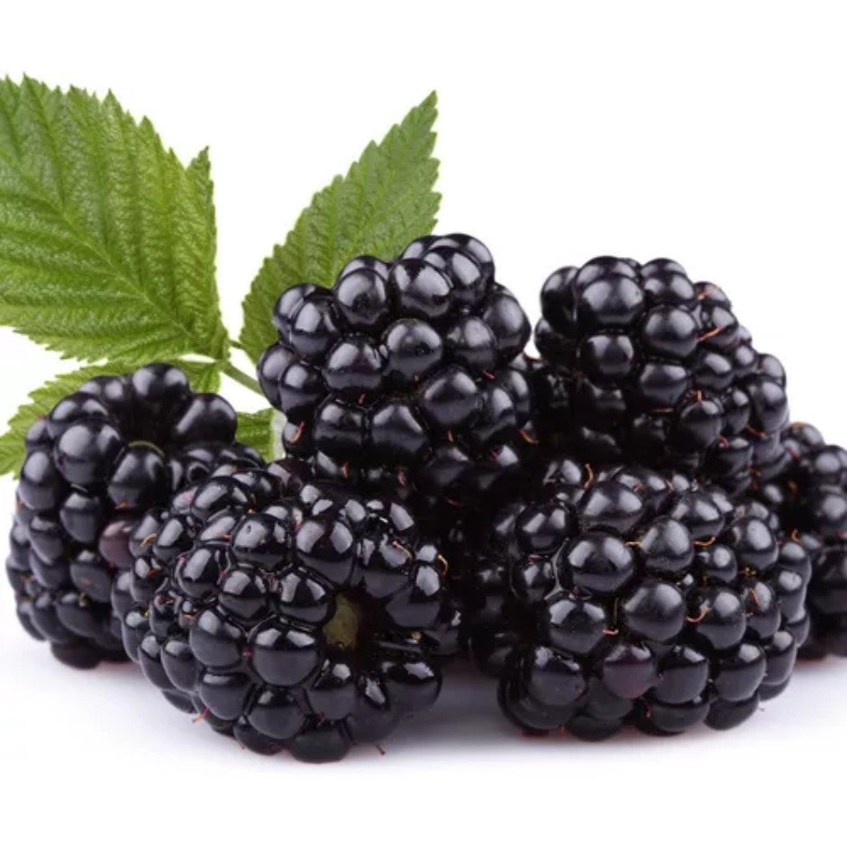 Sementes de Amora Gigante para Mudas com Manual de Cultivo