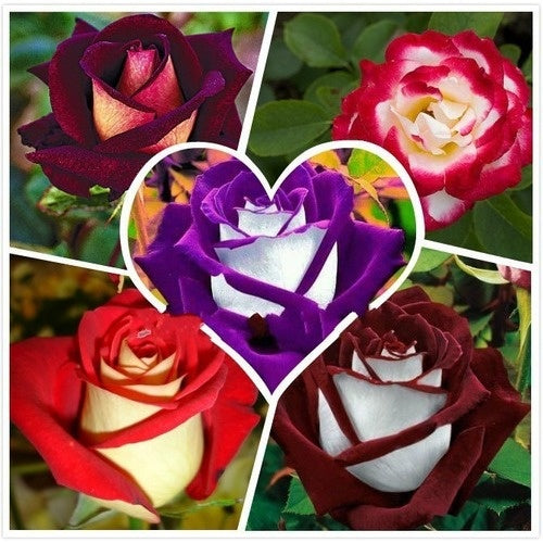 Kit com 300 Sementes de Rosas Sortidas – Cultive Mudas de Diversas Cores