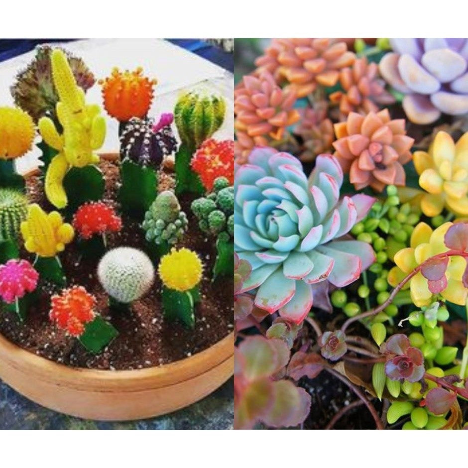Kit com 900 Sementes de Cactos e Suculentas – Diversidade para Vasos e Can­teiros