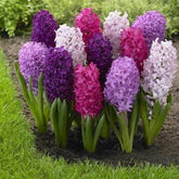 Flor jacinto hyacinthus 100 sementes sortidas com manual de cultivo