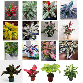 Comigo Ninguém Pode - Kit com 200 Sementes Sortidas de Espécies Variadas + Manual de Cultivo