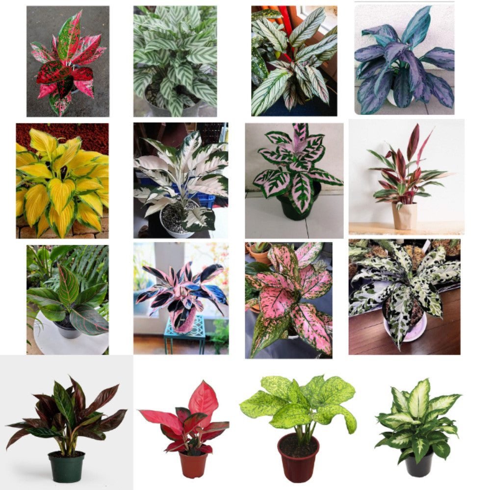 Comigo Ninguém Pode - Kit com 200 Sementes Sortidas de Espécies Variadas + Manual de Cultivo