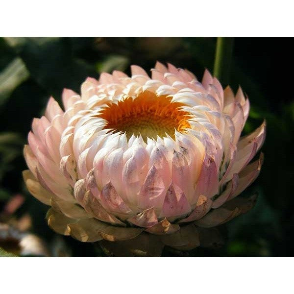 Flor Sempre-viva - 300 Sementes de Alta Germinação