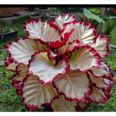 Caladium Encanto de Tempestade – Kit com 100 Sementes e Guia de Cultivo