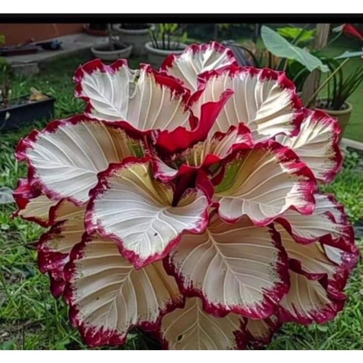 Caladium Encanto de Tempestade – Kit com 100 Sementes e Guia de Cultivo