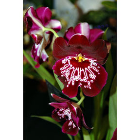 Orquídea Miltoniopsis Morris Chestnut – Pacote com 100 Sementes