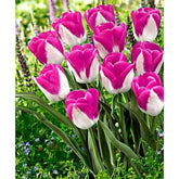 Tulipa flor 'Monte Carlo' – 100 sementes com manual de cultivo + FRETE GRÁTIS