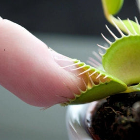 Planta Carnívora Vênus Papa-Moscas – Sementes de Dionaea Muscipula para Cultivar em Vaso"