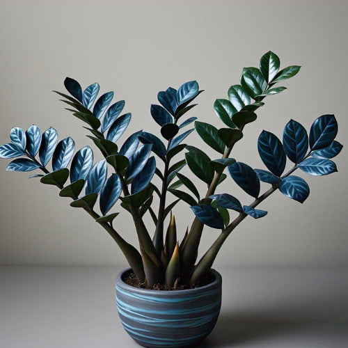 Zamioculcas Tempestade Azul – 100 Sementes Raras com Guia Completo de Plantio