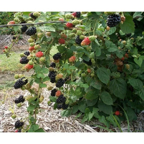 Sementes de Amora Gigante para Mudas com Manual de Cultivo