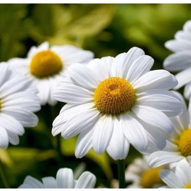 Margarida Gigante Branca – 100 Sementes para Jardins Floridos e Elegantes