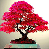 Kit com 40 Sementes Raras de Bonsai para Colecionadores