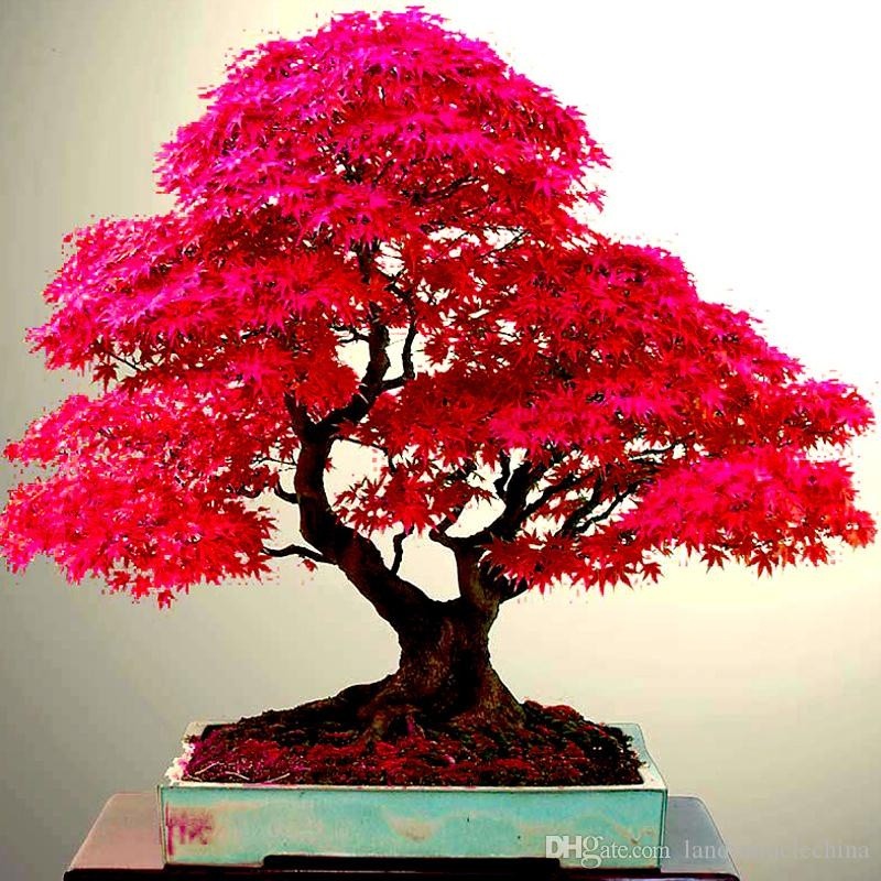 Kit com 40 Sementes Raras de Bonsai para Colecionadores