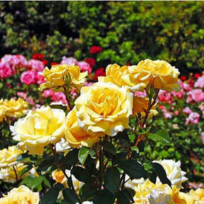 Sementes de Rosas Coloridas – 360 Unidades para Cultivo de Flores Belíssimas
