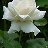 Rosa Branca Grande - 100 Sementes de Florescimento o Ano Todo