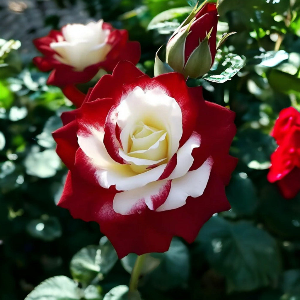 Rosa Bicolor – Sementes de Rosa Mesclada – Beleza Rara com Alto Potencial Germinativo