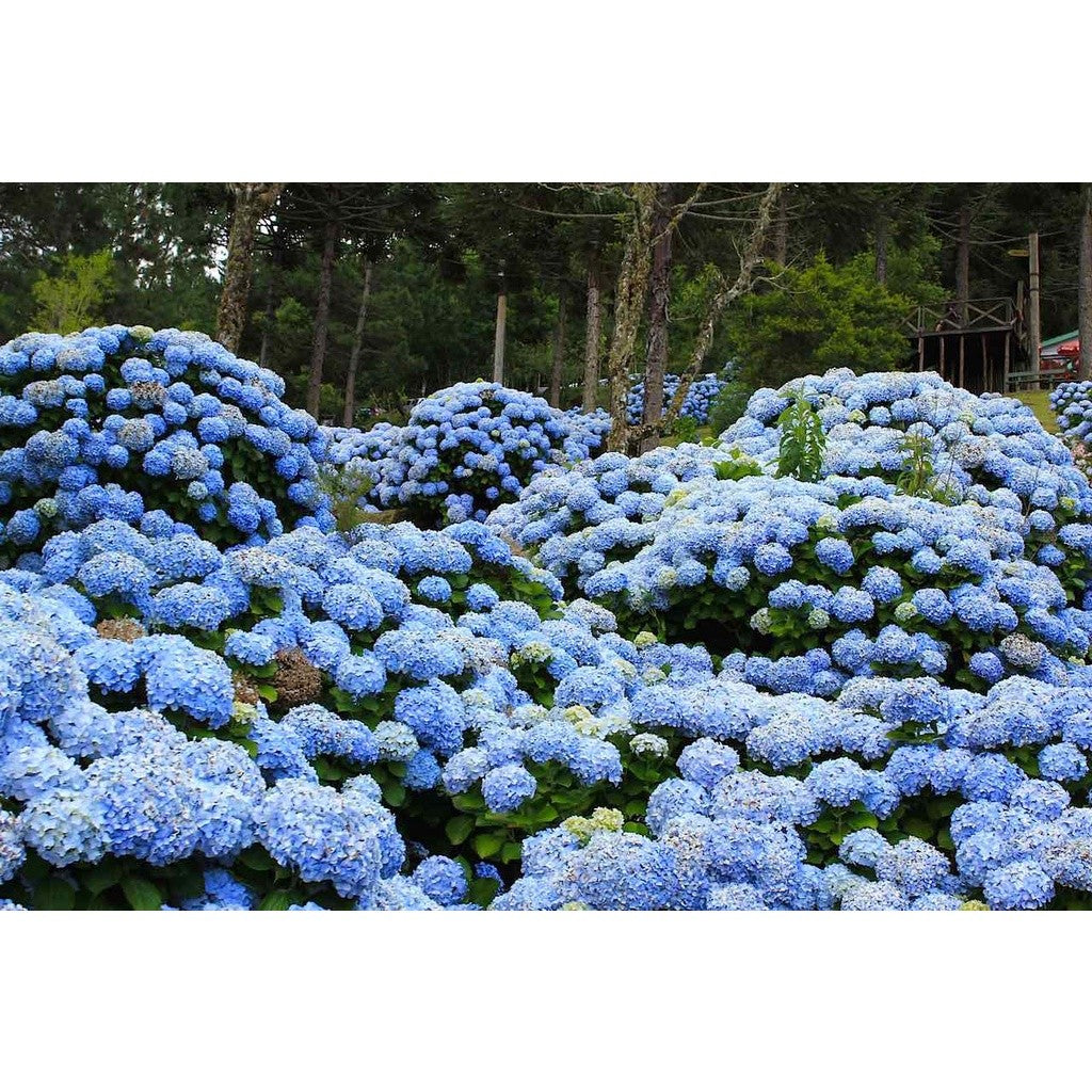 Hortênsia Azul – 200 Sementes Fáceis de Cultivar