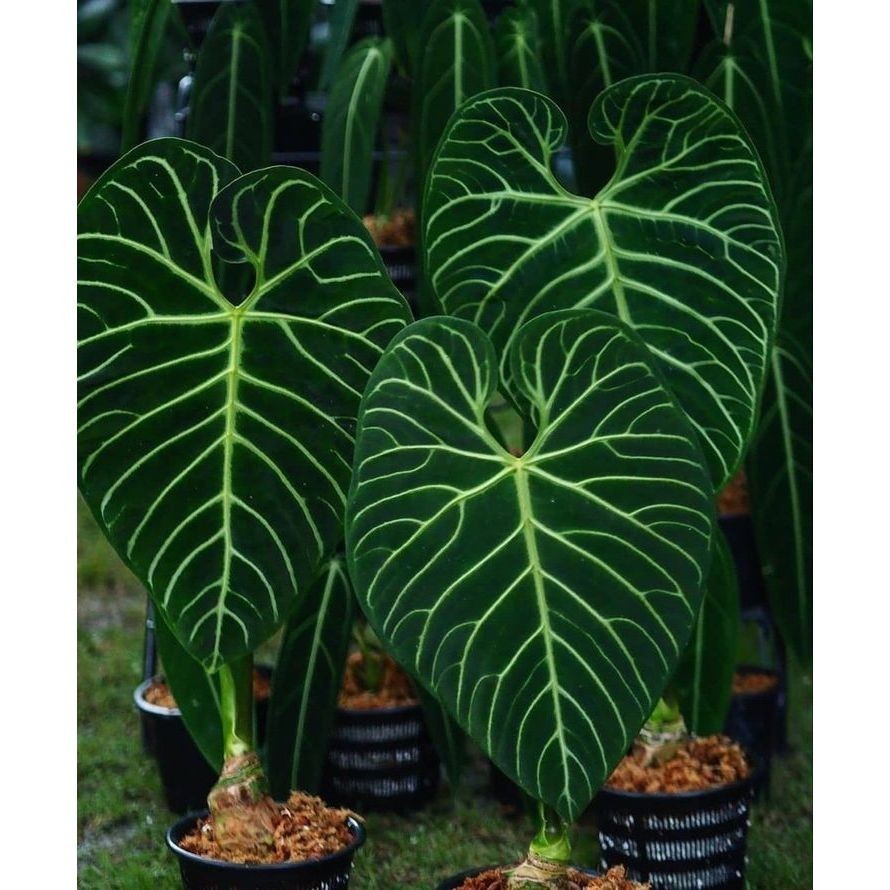 100 sementes de Caladium Lemonade com manual de cultivo