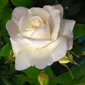 Rosa Branca Grande - 100 Sementes de Florescimento o Ano Todo