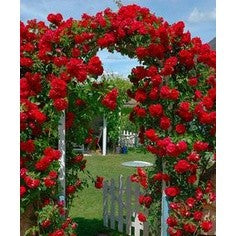 Rosa Trepadeira Vermelha – Pacote com 300 Sementes - Frete Grátis