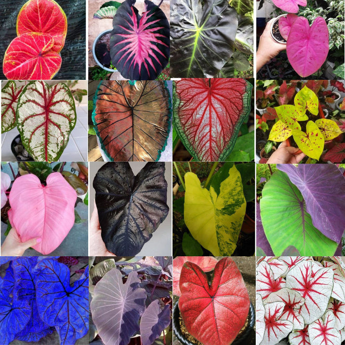 500 Sementes de Caladium Sortidas - Mix de Espécies com Manual de Cultivo