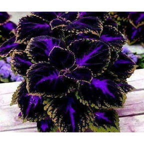 Coléus Colorido – Coração-Magoado 300 Sementes Raras para Cultivo em Casa, Jardim ou Paisagismo