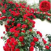 Rosa Trepadeira Vermelha – Pacote com 300 Sementes - Frete Grátis