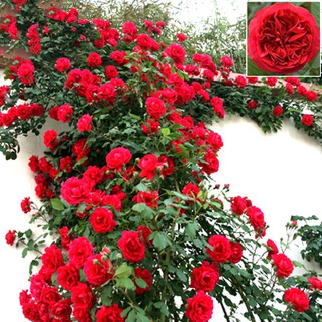 Rosa Trepadeira Vermelha – Pacote com 300 Sementes - Frete Grátis