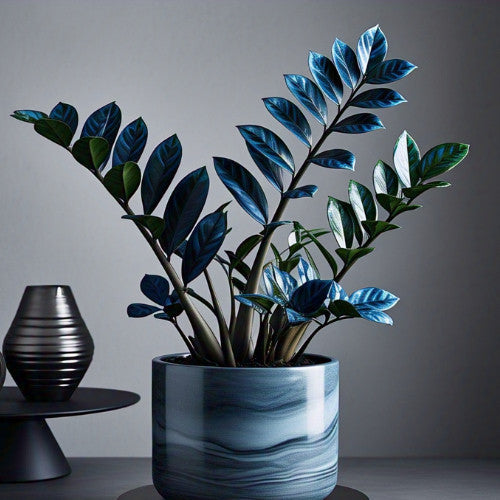 Zamioculcas Tempestade Azul – 100 Sementes Raras com Guia Completo de Plantio