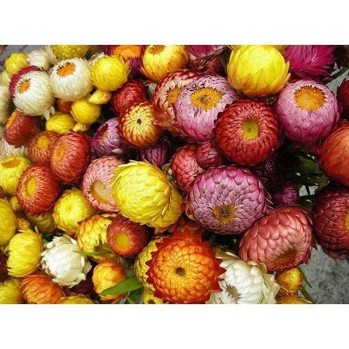 Flor Sempre-viva - 300 Sementes de Alta Germinação