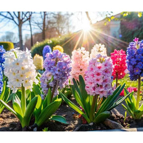 Flor Jacinto Original - 100 Sementes Sortidas para Cultivar Novas Plantas