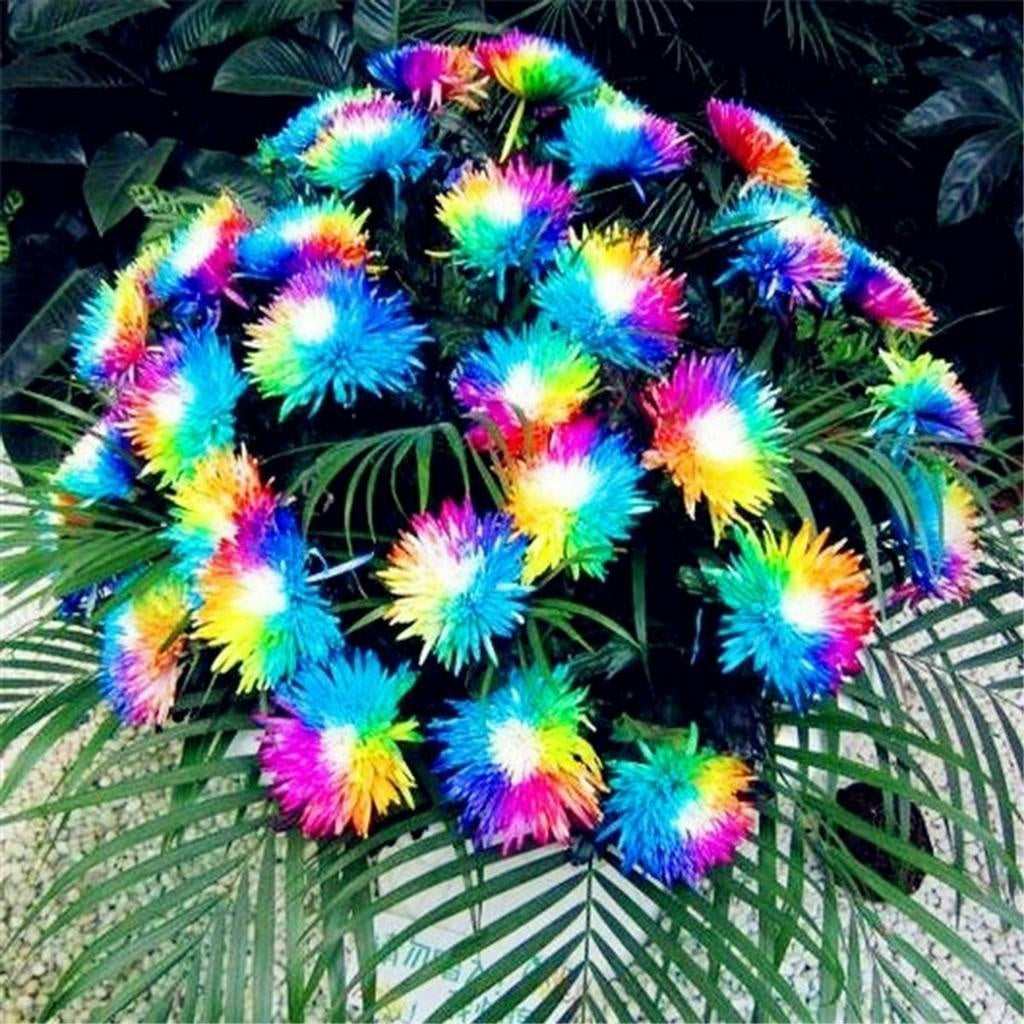 Sementes de Orquídea Arco-Íris (300 unid.) – Perfeita para Mudas e Coleções