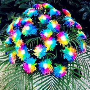 Sementes de Orquídea Arco-Íris (300 unid.) – Perfeita para Mudas e Coleções