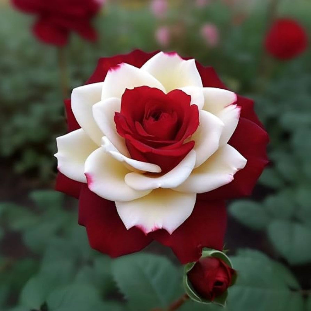 Rosa Bicolor – Sementes de Rosa Mesclada – Beleza Rara com Alto Potencial Germinativo