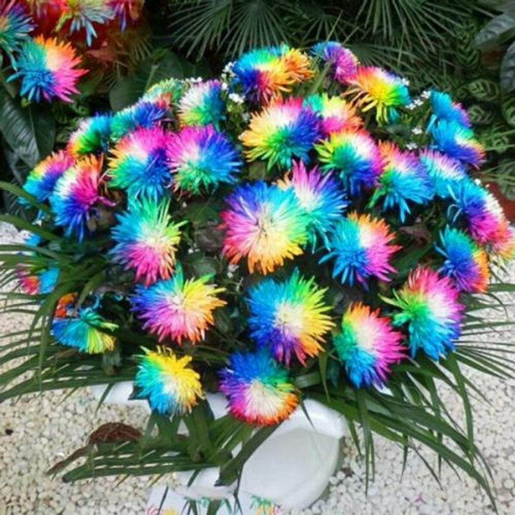 Sementes de Orquídea Arco-Íris (300 unid.) – Perfeita para Mudas e Coleções
